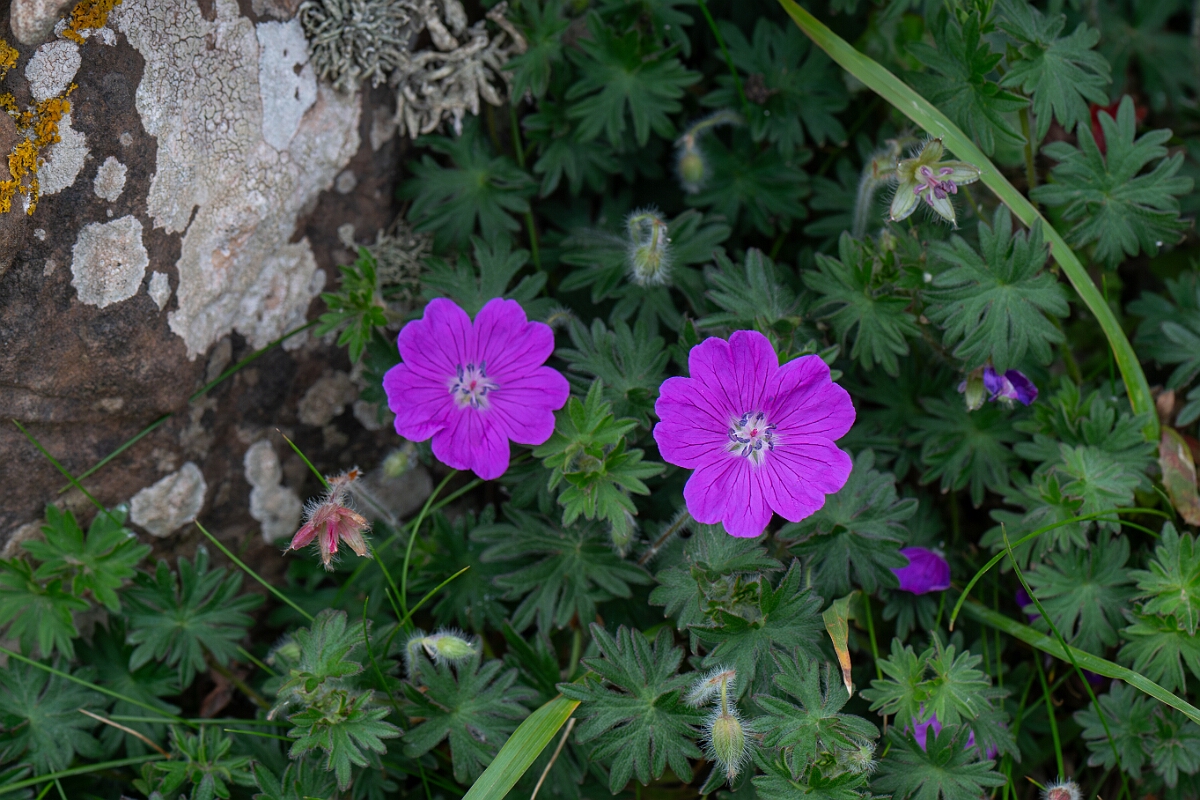 David Plant Photography - Wildlife Photography - Bloody cranesbill - F.jpg - Bloody cranesbill - Cornwall