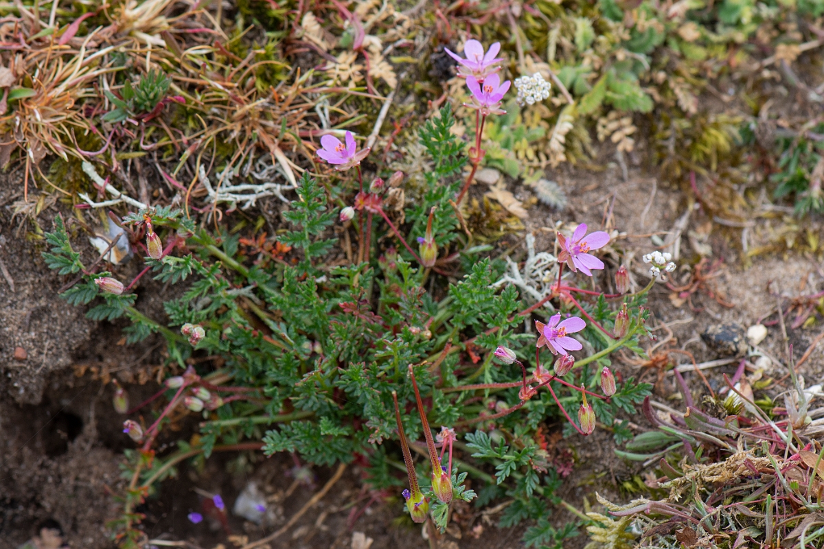 David Plant Photography - Wildlife Photography - Common storksbill - D.JPG - Common storksbill - Suffolk