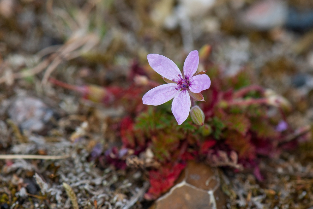 David Plant Photography - Wildlife Photography - Common storksbill - E.JPG - Common storksbill - Suffolk