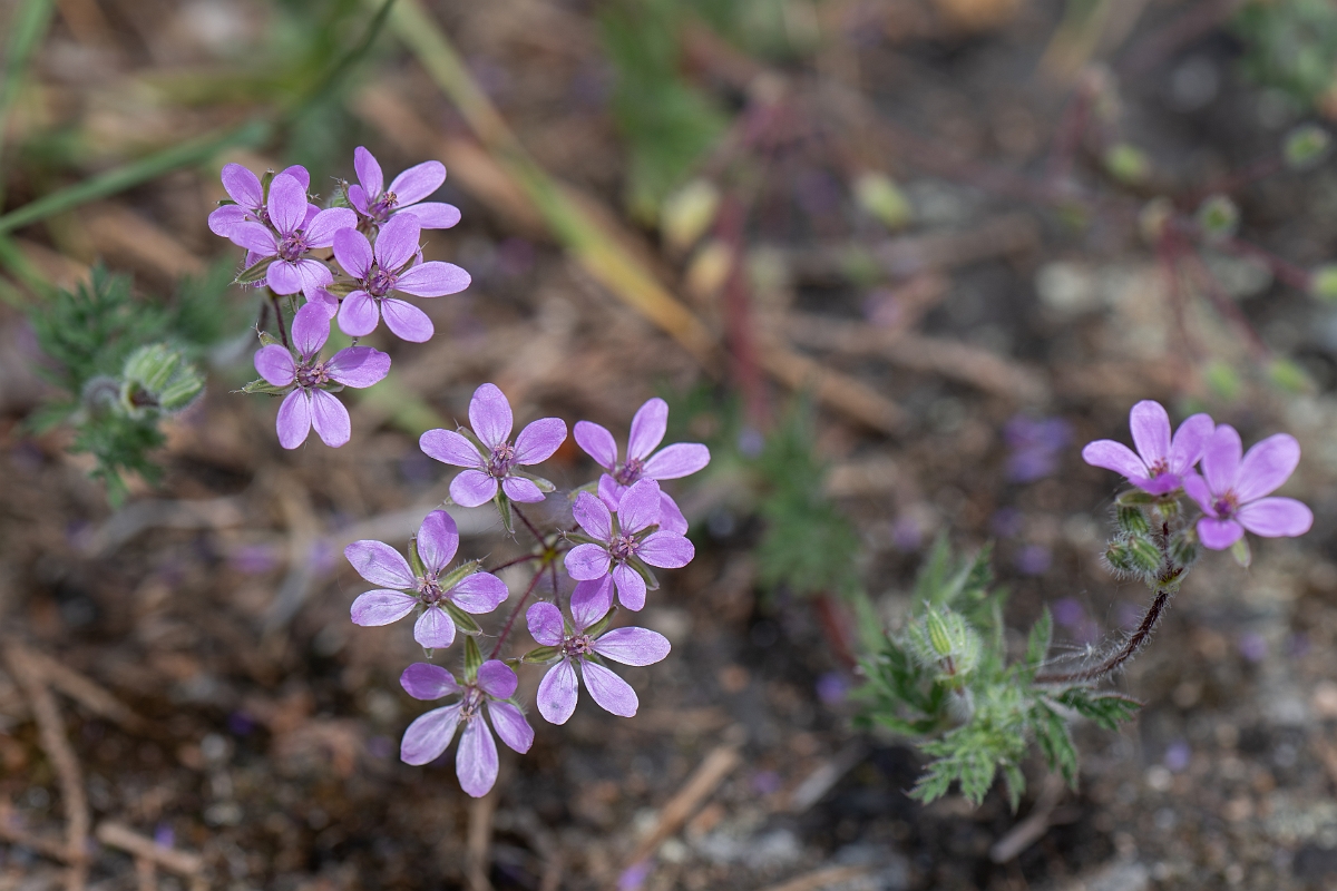 David Plant Photography - Wildlife Photography - Common storksbill - J.jpg - Common storksbill - Suffolk