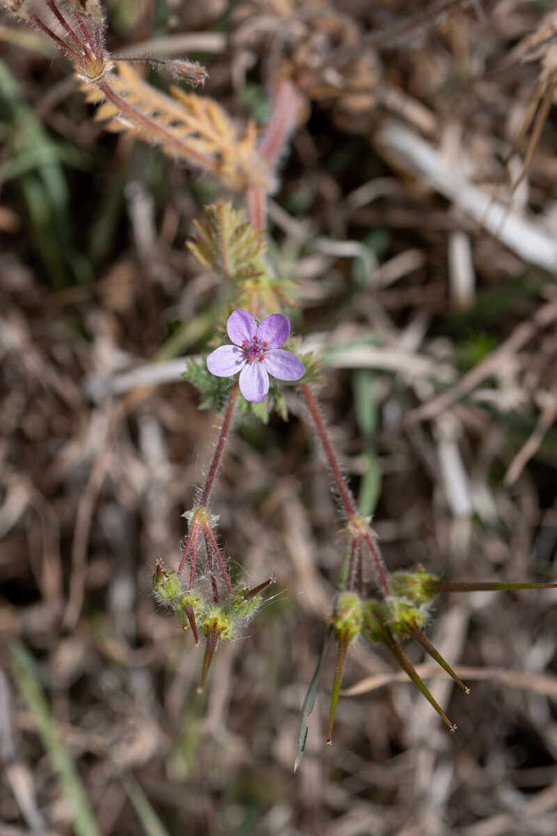 David Plant Photography - Wildlife Photography - Common storksbill - M.jpg - Common storksbill, Erodium cicutarium - North Somerset