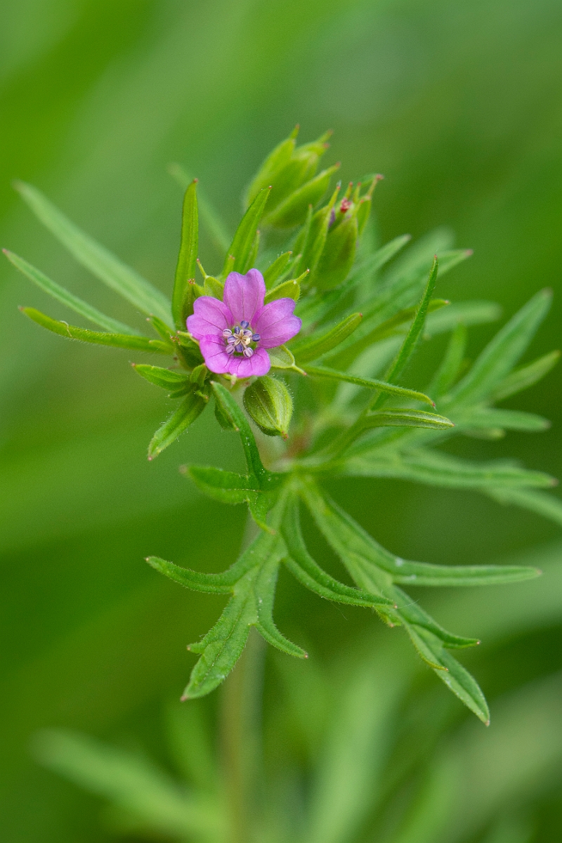 David Plant Photography - Wildlife Photography - Cut-leaved cranesbill - C.JPG - Cut-leaved cranesbill - Cambridgeshire