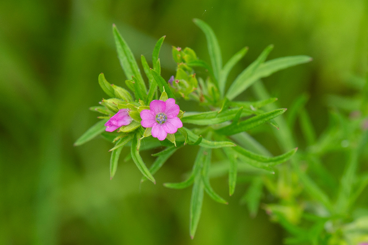 David Plant Photography - Wildlife Photography - Cut-leaved cranesbill - D.JPG - Cut-leaved cranesbill - Cambridgeshire