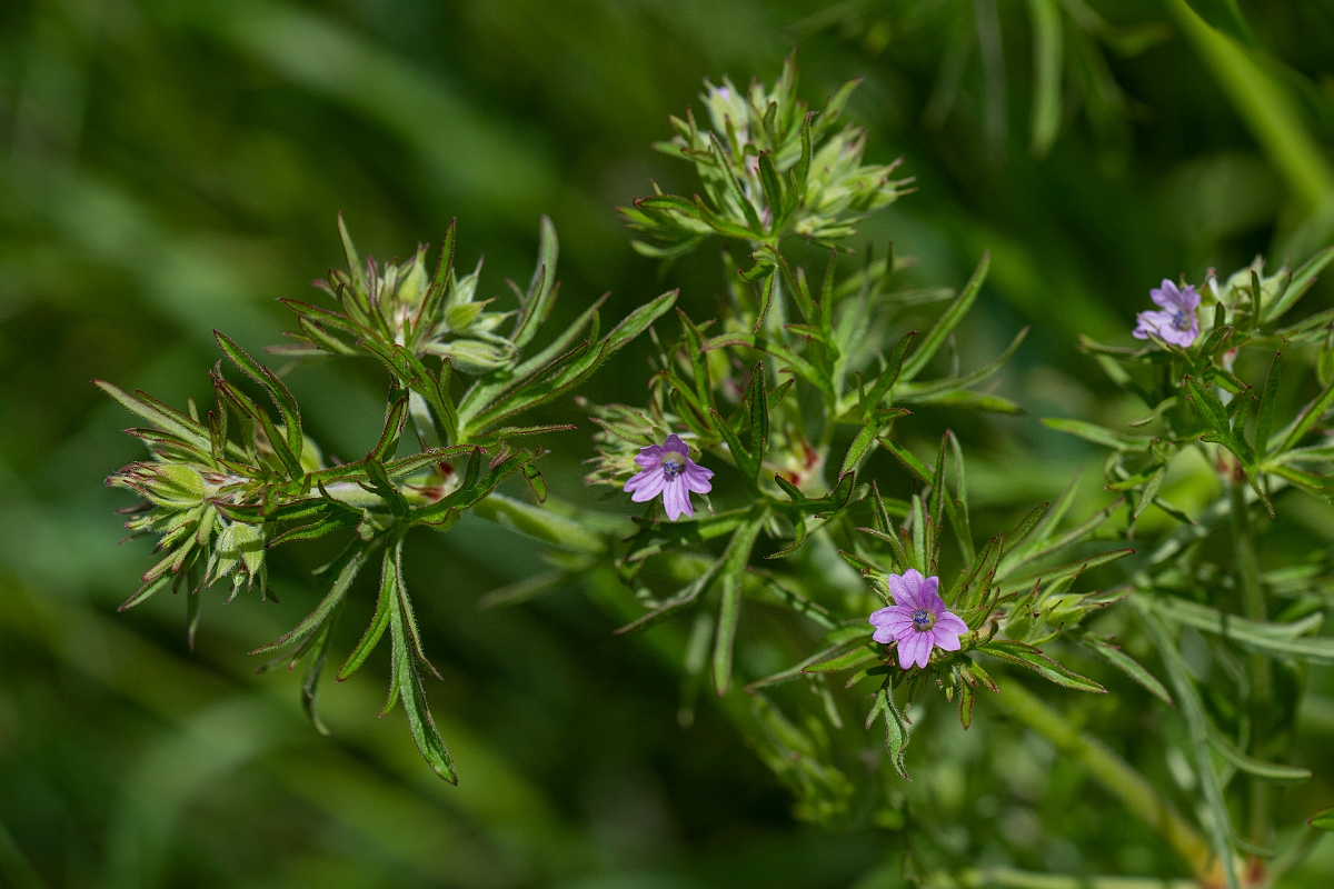David Plant Photography - Wildlife Photography - Cut-leaved cranesbill - E.JPG - Cut-leaved cranesbill - Hertfordshire