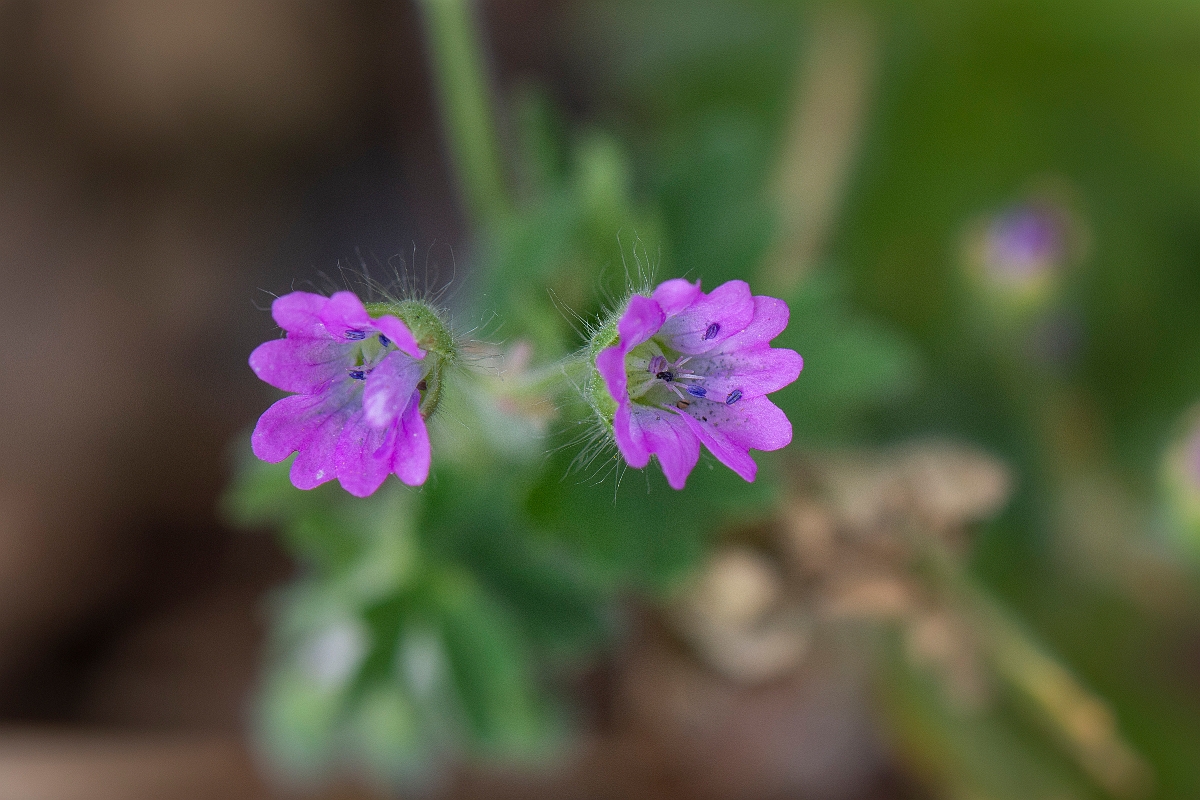 David Plant Photography - Wildlife Photography - Dovesfoot cranesbill - B.JPG - Dovesfoot cranesbill flowers - Suffolk