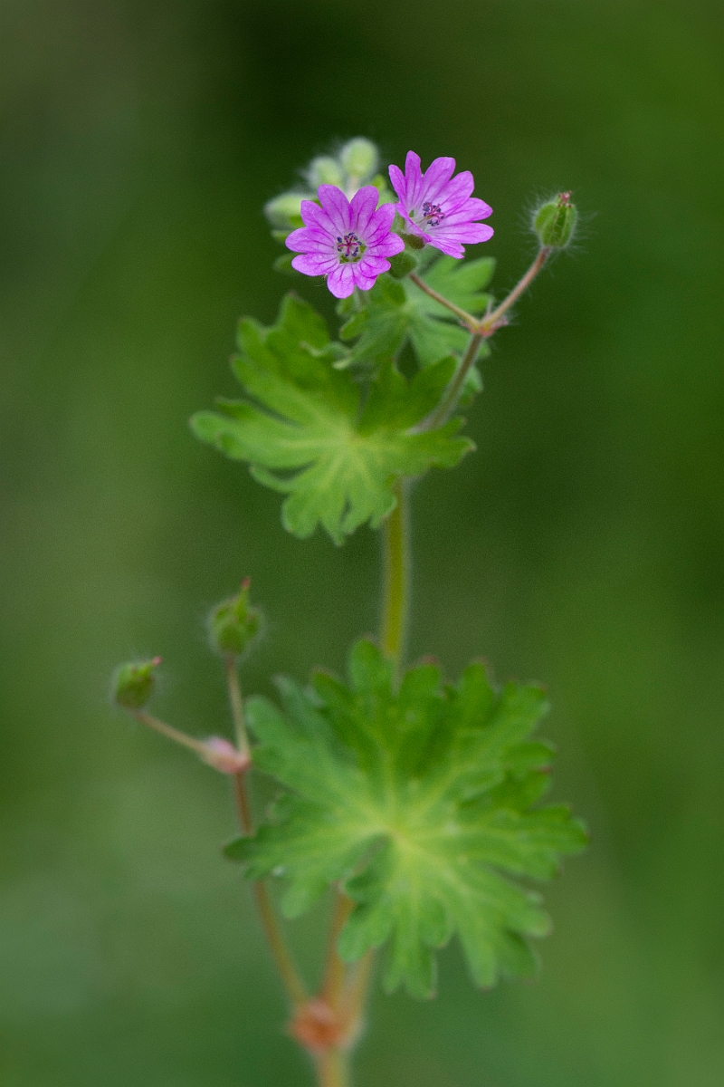 David Plant Photography - Wildlife Photography - Dovesfoot cranesbill - C.JPG - Dovesfoot cranesbill - Suffolk