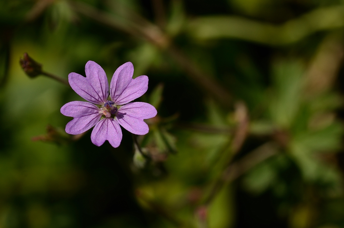 David Plant Photography - Wildlife Photography - Hedgerow cranesbill - A.jpg - Hedgerow cranesbill flower - Bedfordshire