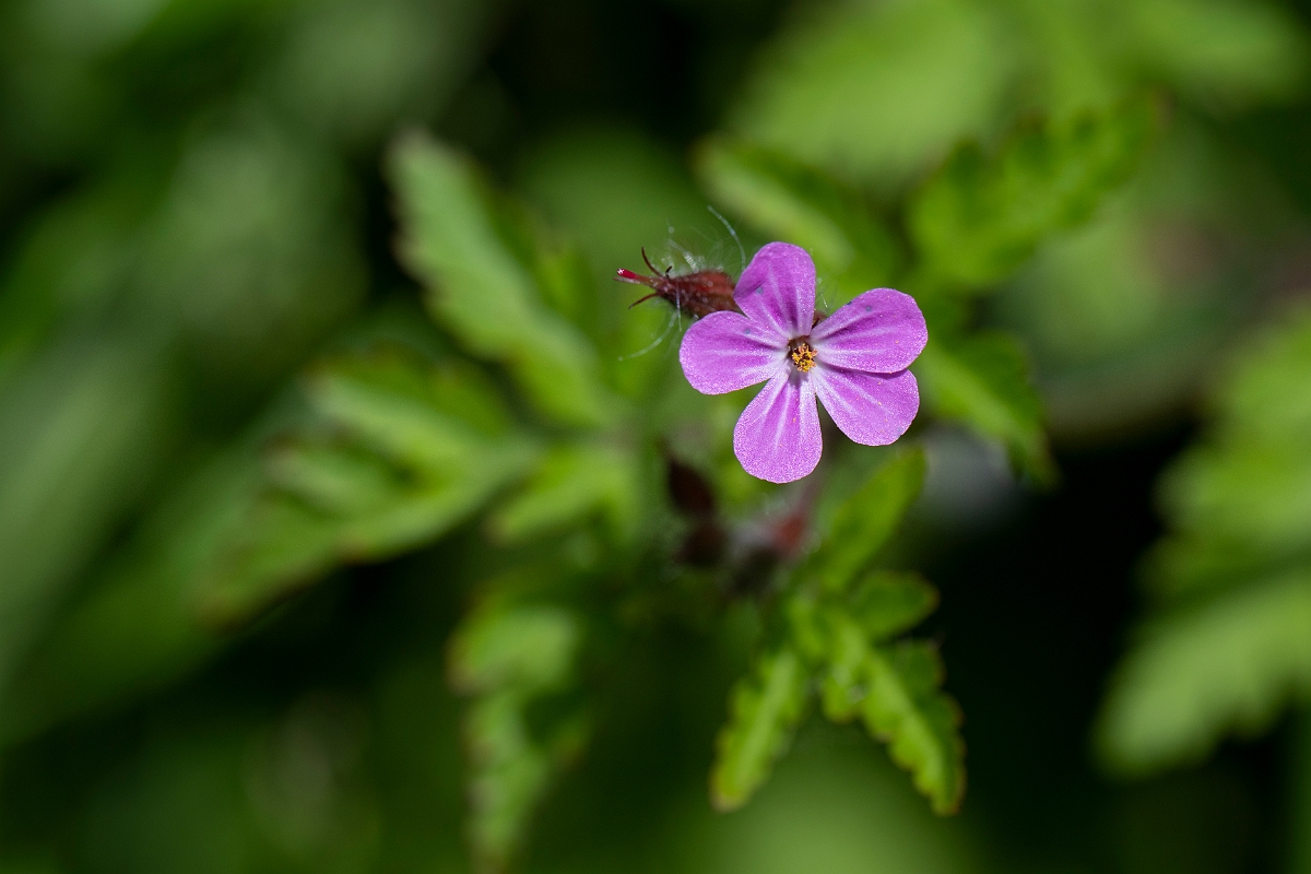 David Plant Photography - Wildlife Photography - Herb robert - B.JPG - Herb robert - Cambridgeshire
