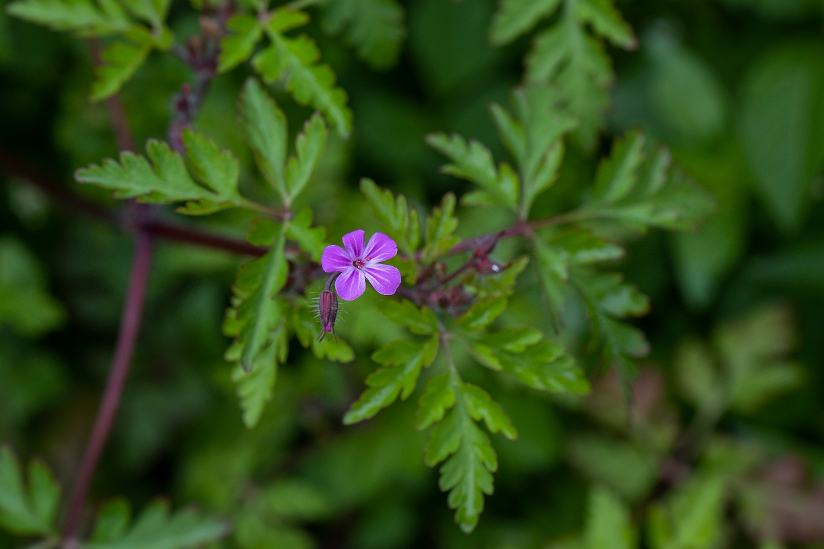 David Plant Photography - Wildlife Photography - Herb robert - C.JPG - Herb robert - Cotswolds