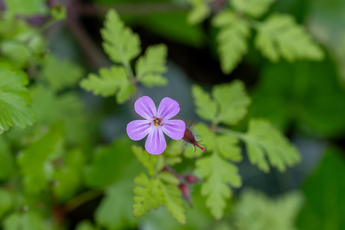 David Plant Photography - Wildlife Photography - Herb robert - G.jpg - Herb robert, Geranium robertianum - Avon