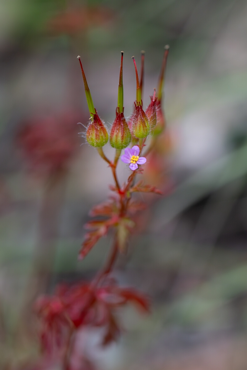 David Plant Photography - Wildlife Photography - Little-robin - B.jpg - Little robin, Geranium purpureum - Avon