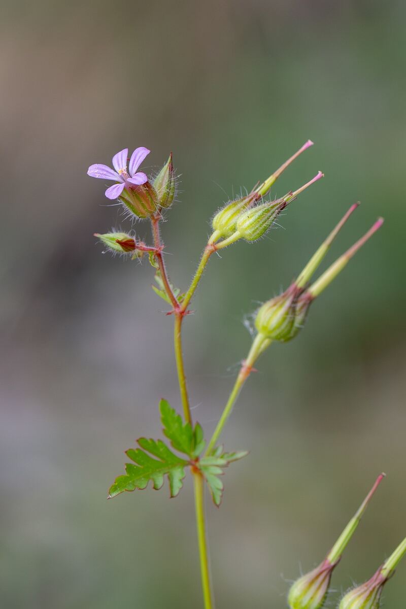 David Plant Photography - Wildlife Photography - Little-robin - C.jpg - Little robin, Geranium purpureum - Avon