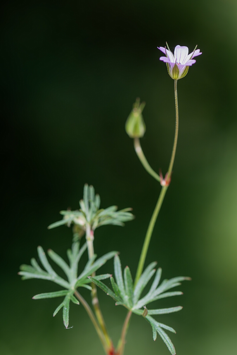 David Plant Photography - Wildlife Photography - Long-stalked cranesbill - E.jpg - Long-stalked cranesbill, Geranium columbinum, flower - Hampshire