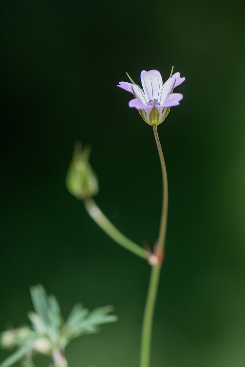 David Plant Photography - Wildlife Photography - Long-stalked cranesbill - F.jpg - Long-stalked cranesbill, Geranium columbinum, flower - Hampshire