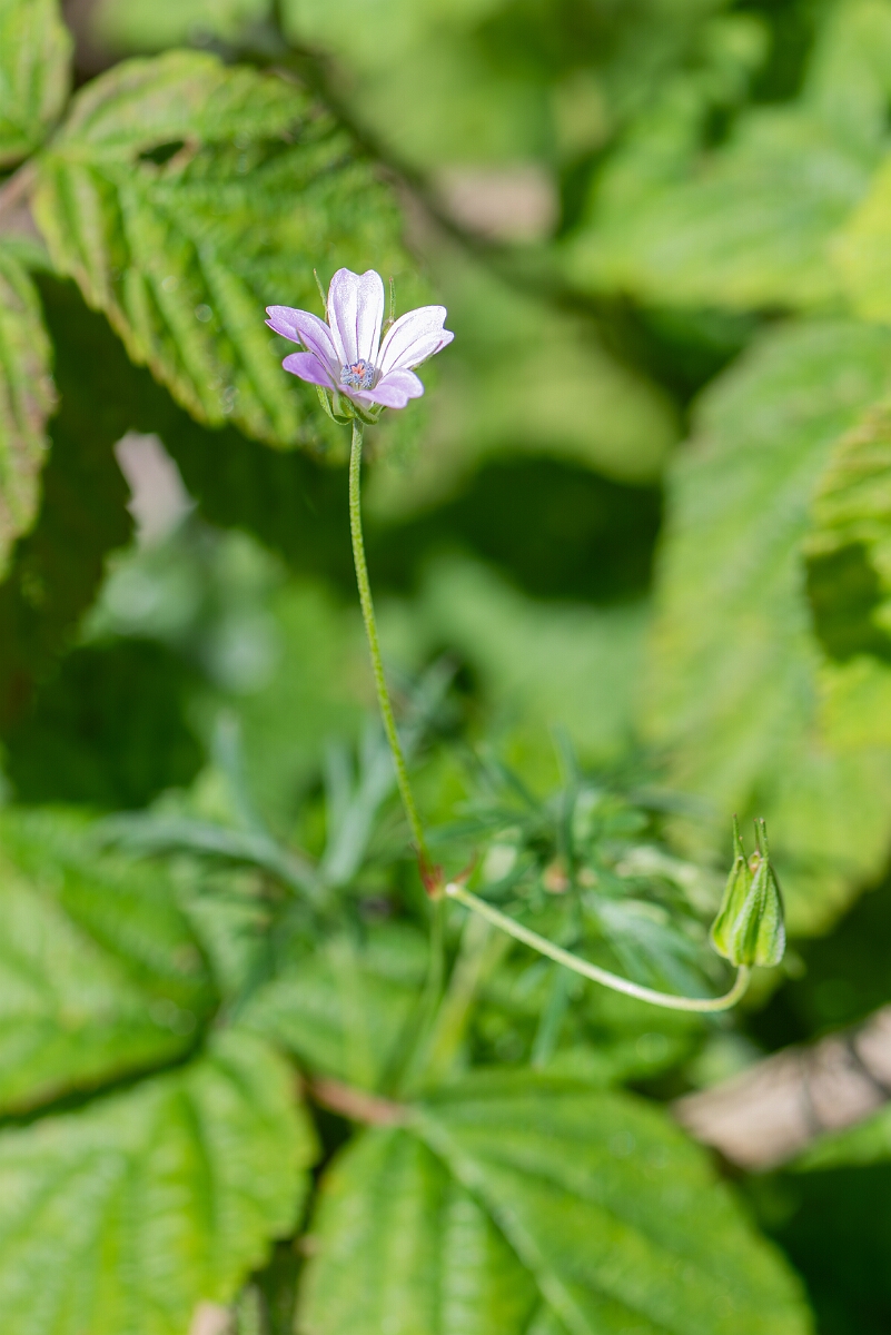 David Plant Photography - Wildlife Photography - Long-stalked cranesbill - H.jpg - Long-stalked cranesbill, Geranium columbinum, flower - Hampshire