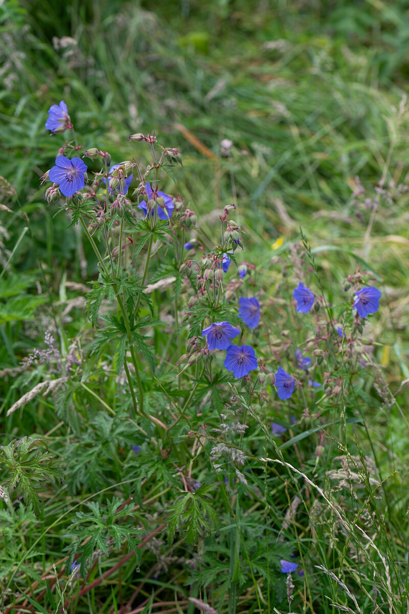 David Plant Photography - Wildlife Photography - Meadow cranesbill - B.jpg - Meadow cranesbill - Perthshire