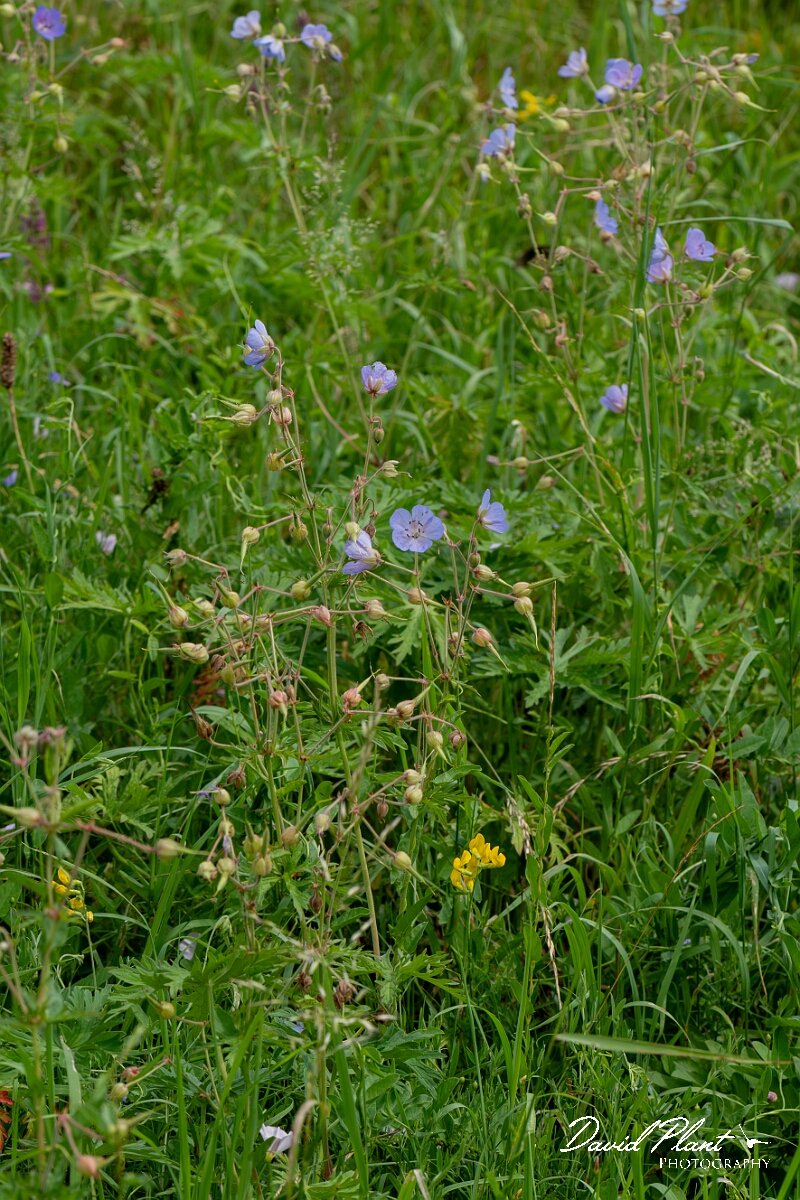 David Plant Photography - Wildlife Photography - Meadow cranesbill - D.jpg - Meadow cranesbill, Geranium pratense - Gloucestershire