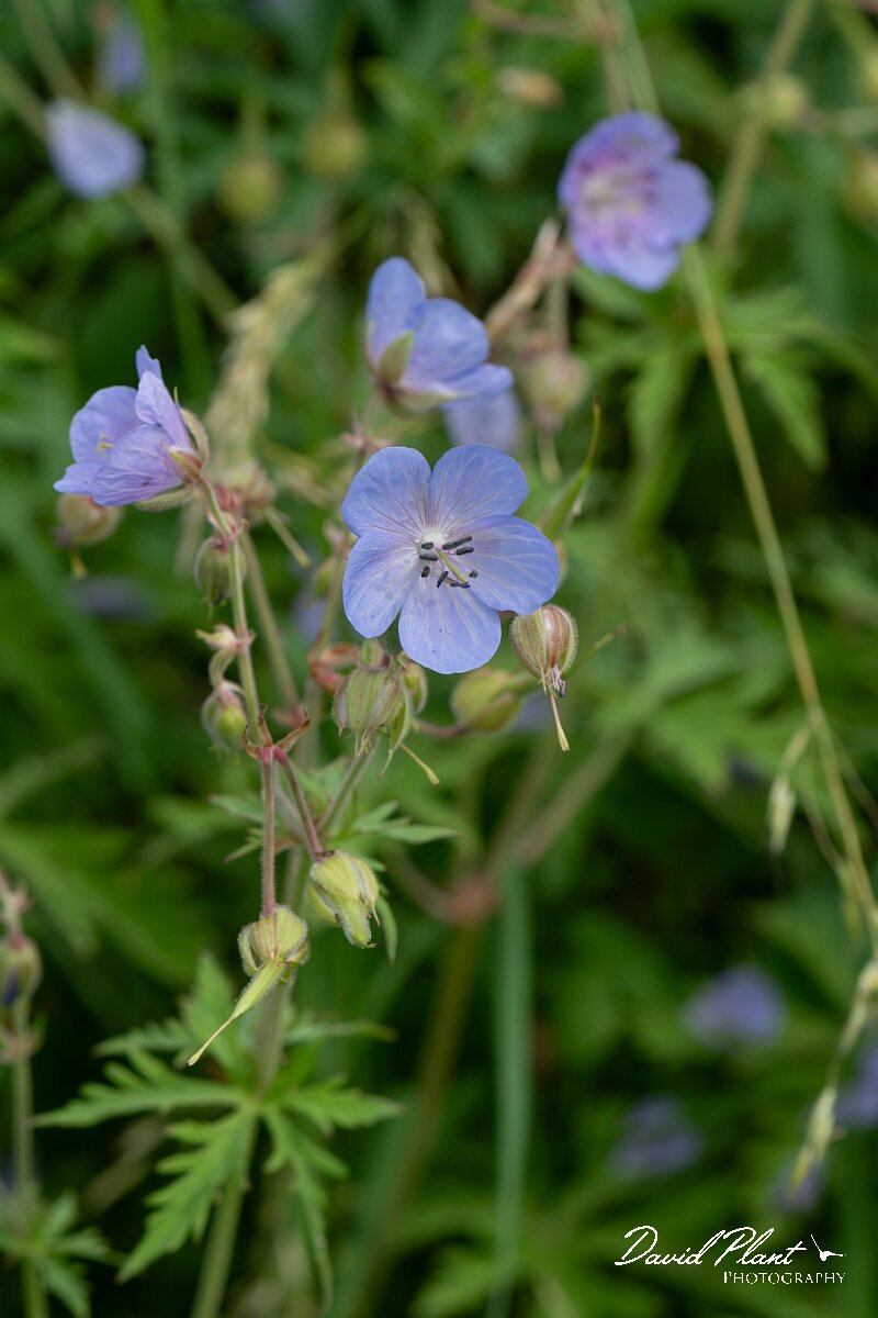 David Plant Photography - Wildlife Photography - Meadow cranesbill - E.jpg - Meadow cranesbill, Geranium pratense - Gloucestershire