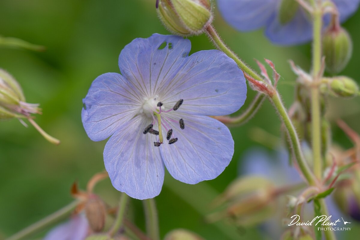 David Plant Photography - Wildlife Photography - Meadow cranesbill - F.jpg - Meadow cranesbill, Geranium pratense - Gloucestershire