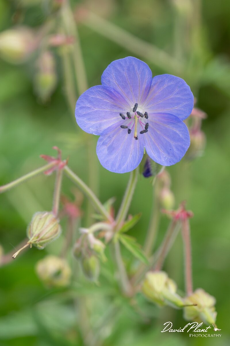David Plant Photography - Wildlife Photography - Meadow cranesbill - G.jpg - Meadow cranesbill, Geranium pratense - Gloucestershire