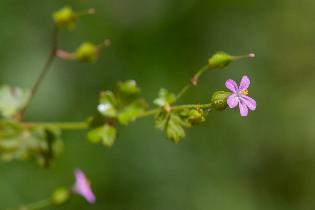 David Plant Photography - Wildlife Photography - Round-leaved cranesbill - C.JPG - Round-leaved cranesbill - Somerset