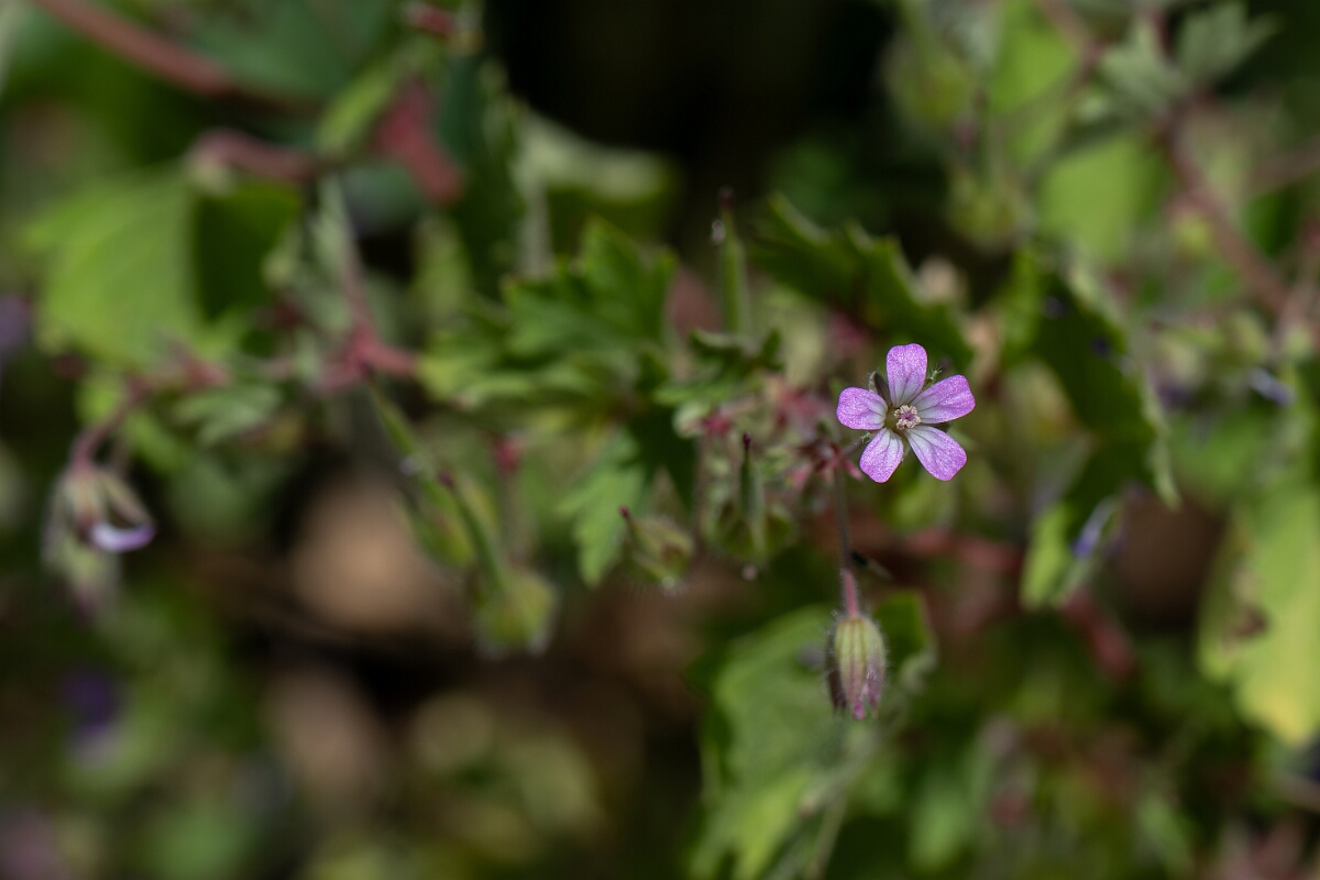 David Plant Photography - Wildlife Photography - Round-leaved cranesbill - D.jpg - Round-leaved cranesbill - Suffolk