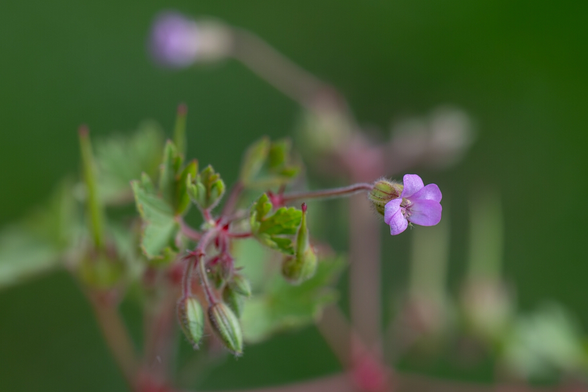 David Plant Photography - Wildlife Photography - Round-leaved cranesbill - G.jpg - Round-leaved cranesbill - Avon