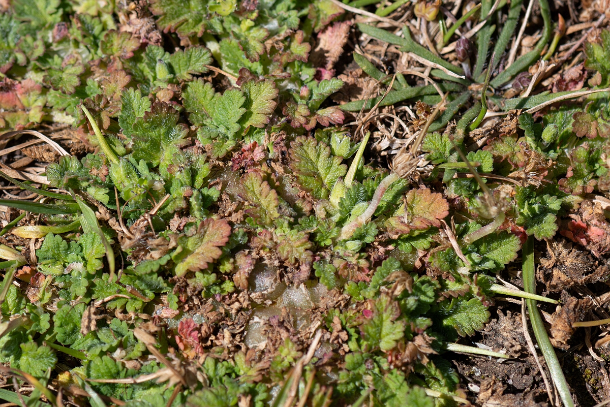 David Plant Photography - Wildlife Photography - Sea storksbill - A.jpg - Sea storksbill, Erodium maritimum - North Somerset