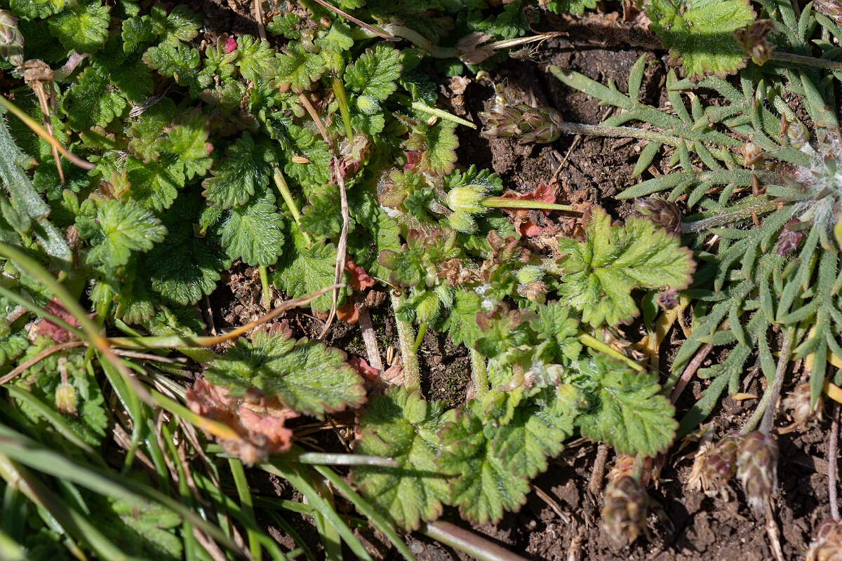 David Plant Photography - Wildlife Photography - Sea storksbill - B.jpg - Sea storksbill, Erodium maritimum - North Somerset