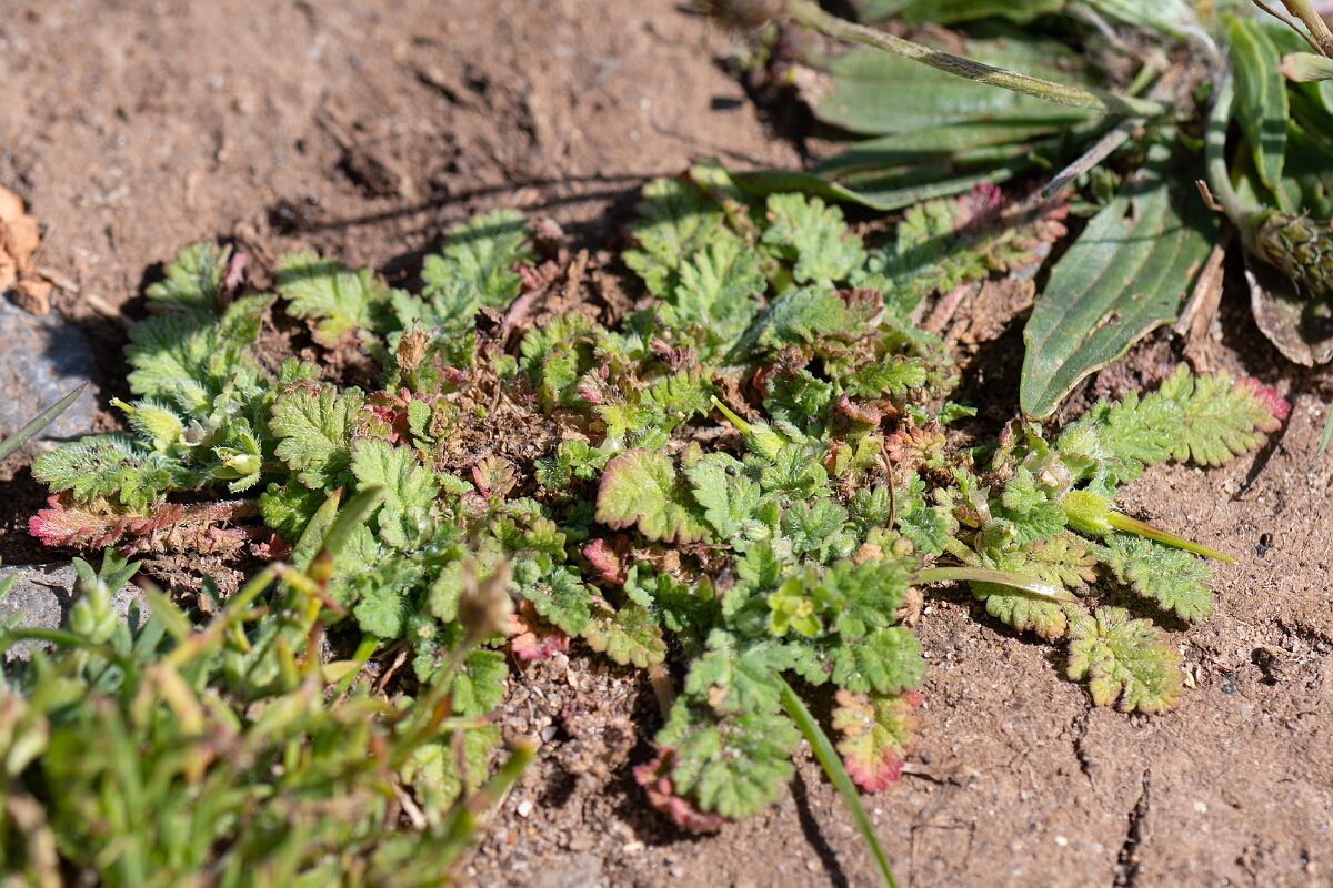 David Plant Photography - Wildlife Photography - Sea storksbill - C.jpg - Sea storksbill, Erodium maritimum - North Somerset