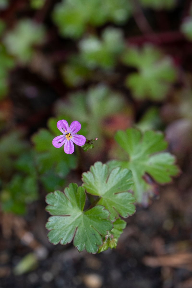 David Plant Photography - Wildlife Photography - Shining cranesbill - C.JPG - Shining cranesbill - Cotswolds