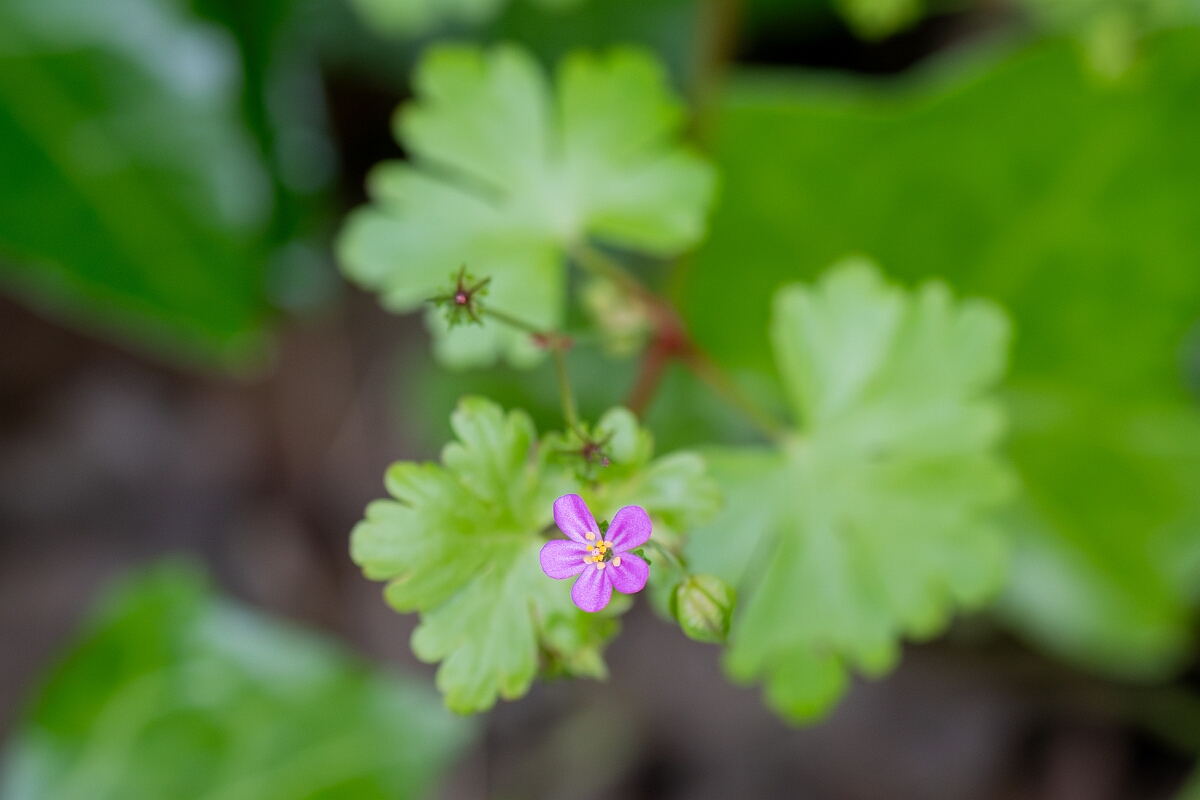 David Plant Photography - Wildlife Photography - Shining cranesbill - E.jpg - Shining cranesbill, Geranium lucidum - Avon