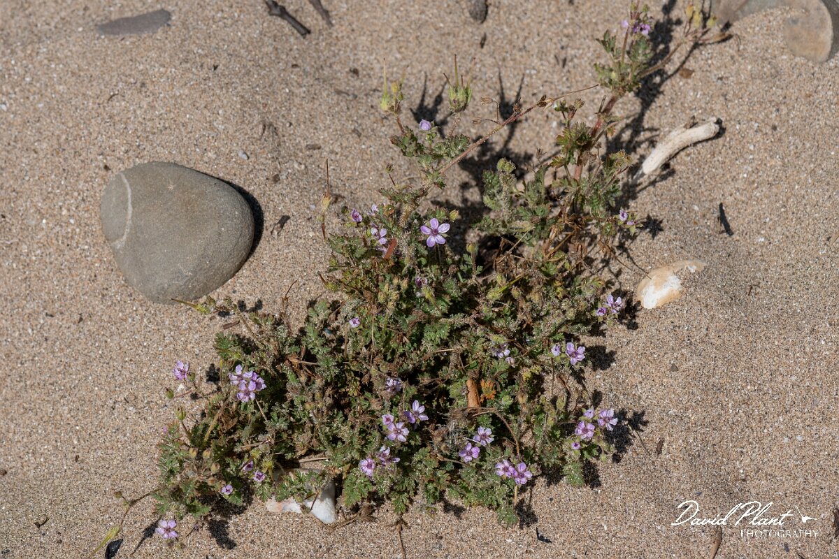 David Plant Photography - Wildlife Photography - Sticky storksbill - A.jpg - Sticky storksbill, Erodium lebelii - Devon