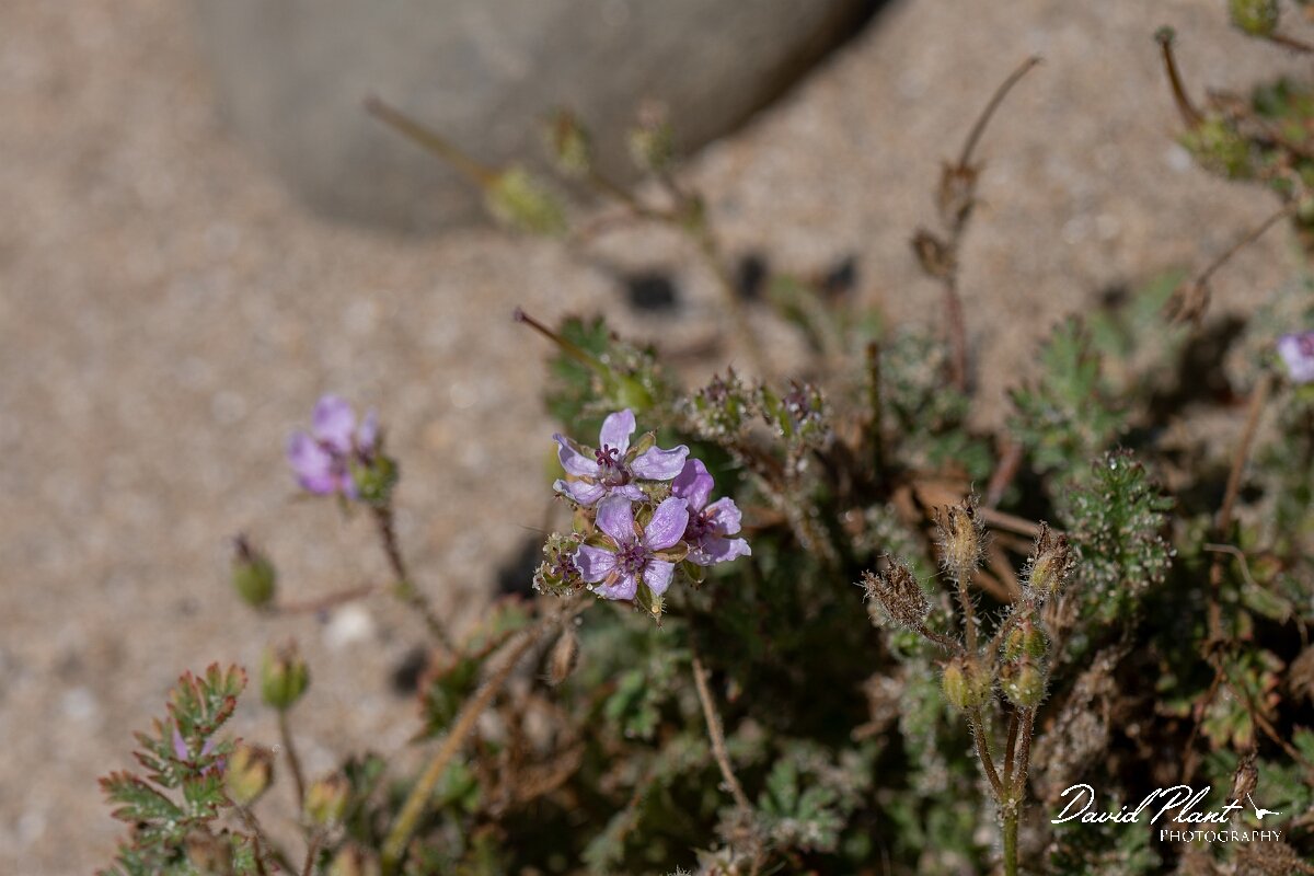 David Plant Photography - Wildlife Photography - Sticky storksbill - B.jpg - Sticky storksbill, Erodium lebelii - Devon