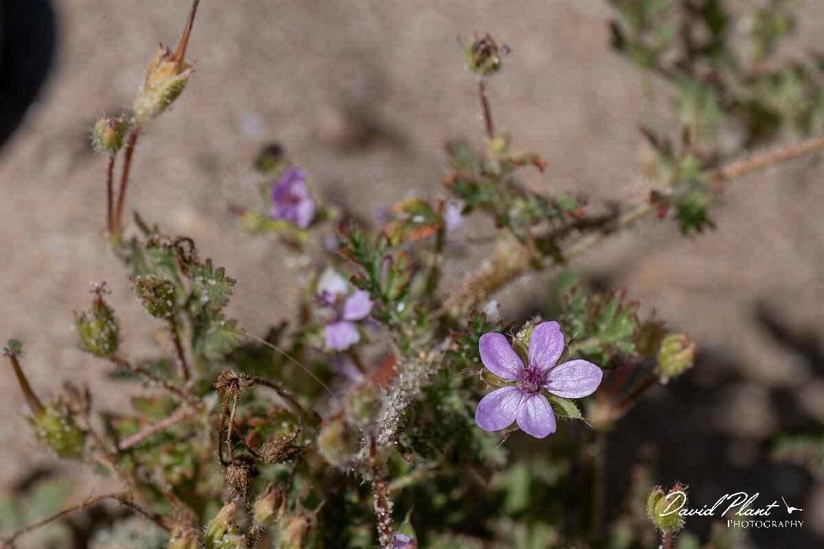 David Plant Photography - Wildlife Photography - Sticky storksbill - C.jpg - Sticky storksbill, Erodium lebelii - Devon