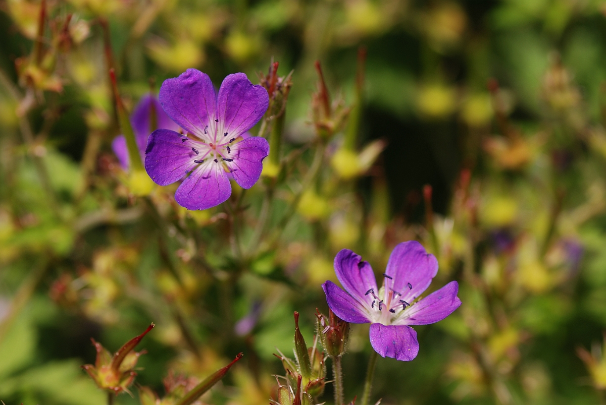 David Plant Photography - Wildlife Photography - Wood cranesbill - A.jpg - Wood cranesbill flowers - Cotswolds