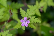 David Plant Photography - Wildlife Photography - Herb robert - F