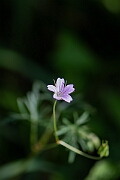 David Plant Photography - Wildlife Photography - Long-stalked cranesbill - D