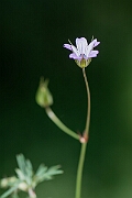 David Plant Photography - Wildlife Photography - Long-stalked cranesbill - F
