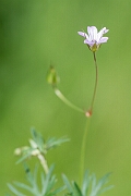 David Plant Photography - Wildlife Photography - Long-stalked cranesbill - G