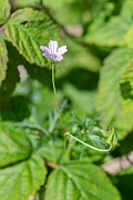 David Plant Photography - Wildlife Photography - Long-stalked cranesbill - H