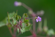 David Plant Photography - Wildlife Photography - Round-leaved cranesbill - G