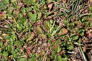 David Plant Photography - Wildlife Photography - Sea storksbill - A
