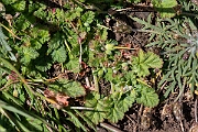 David Plant Photography - Wildlife Photography - Sea storksbill - B