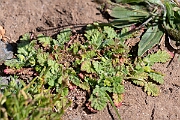 David Plant Photography - Wildlife Photography - Sea storksbill - C