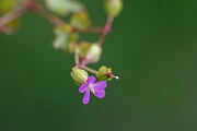 David Plant Photography - Wildlife Photography - Shining cranesbill - F