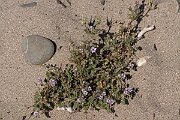 David Plant Photography - Wildlife Photography - Sticky storksbill - A