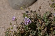 David Plant Photography - Wildlife Photography - Sticky storksbill - B