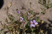 David Plant Photography - Wildlife Photography - Sticky storksbill - C