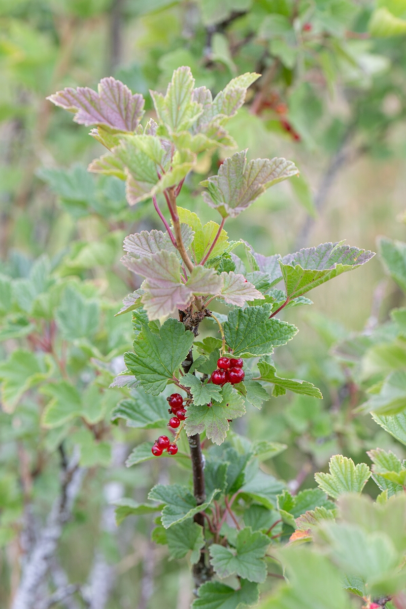David Plant Photography - Wildlife Photography - Downy currant - D.jpg - Downy currant - Highland